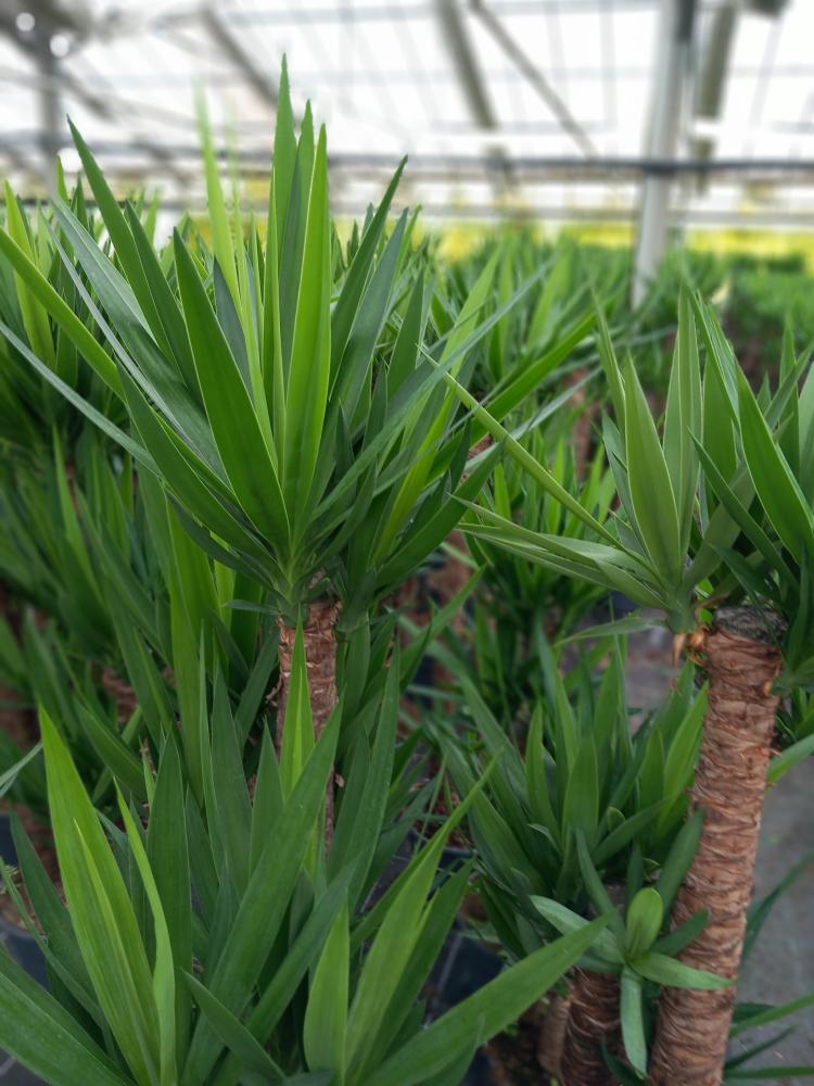 YUCCA 120/90/60/30 VP30