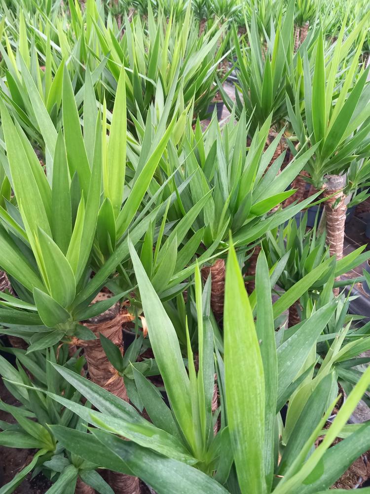 YUCCA H90/60/30 VP24