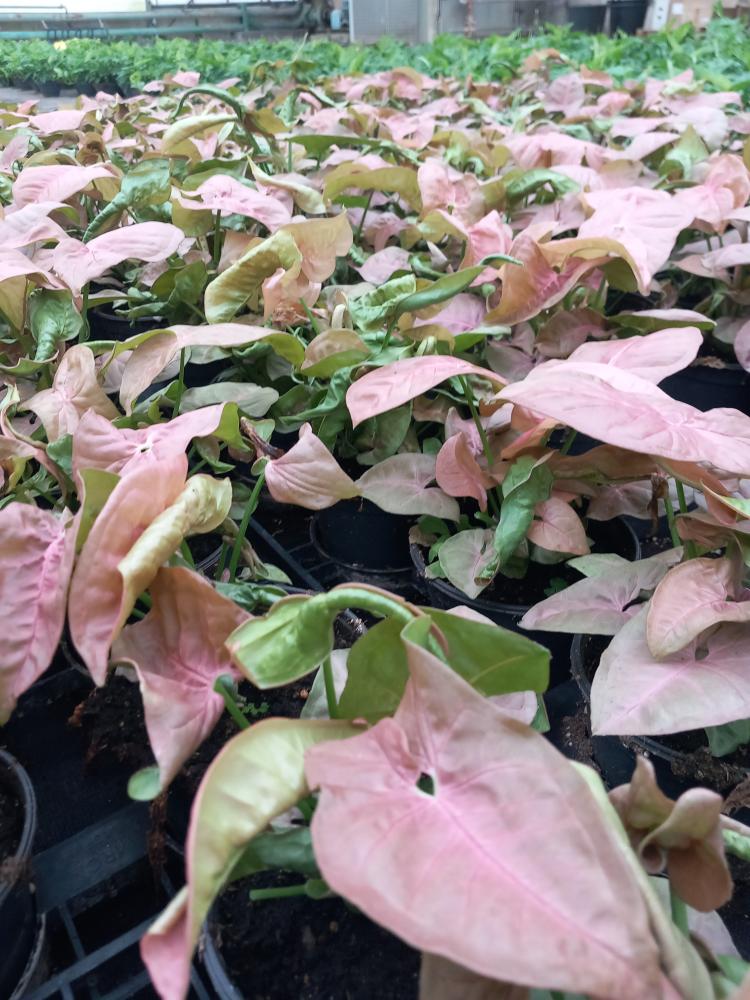 SYNGONIUM R. HEART VP12