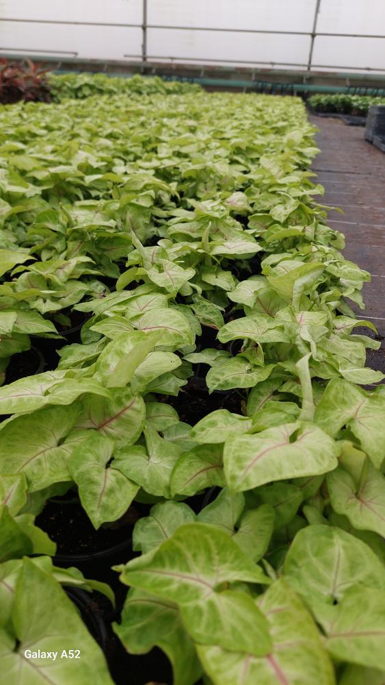 SYNGONIUM GOLDEN ALLUSION VP12