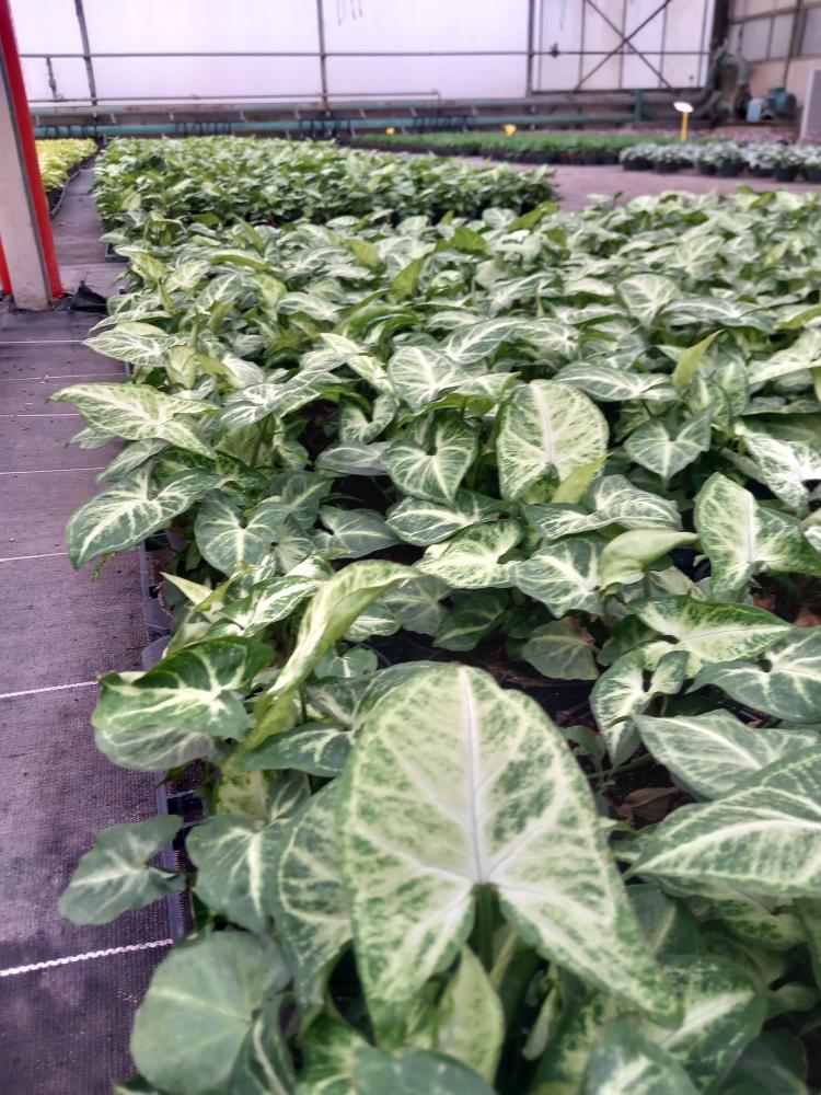 SYNGONIUM ARROW VP12