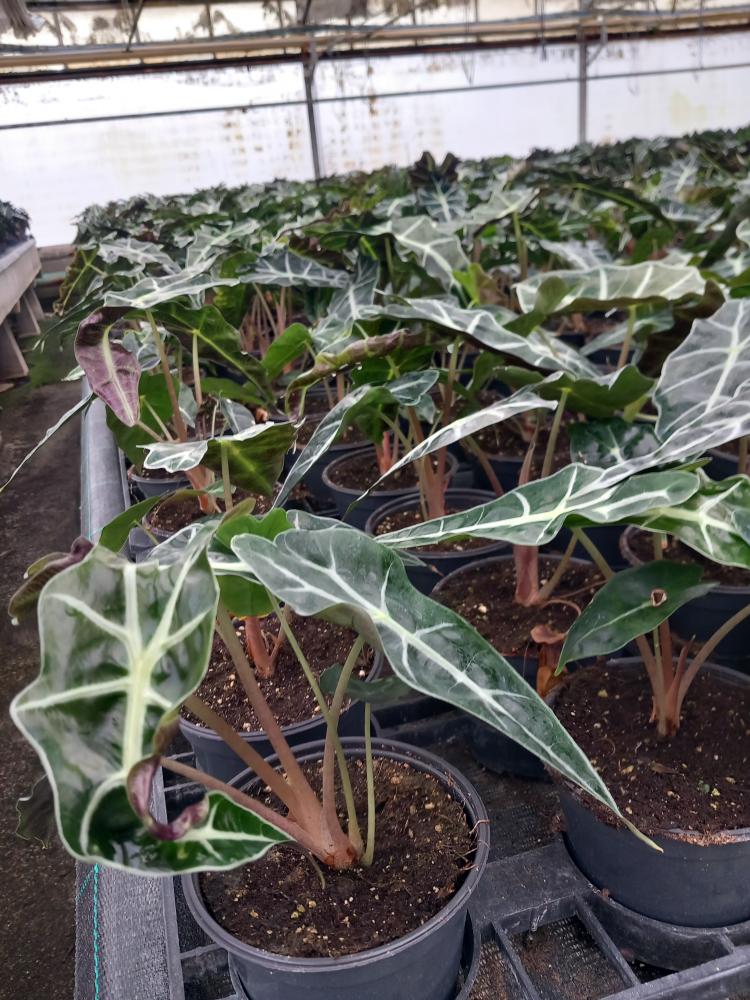 ALOCASIA POLLY VP12