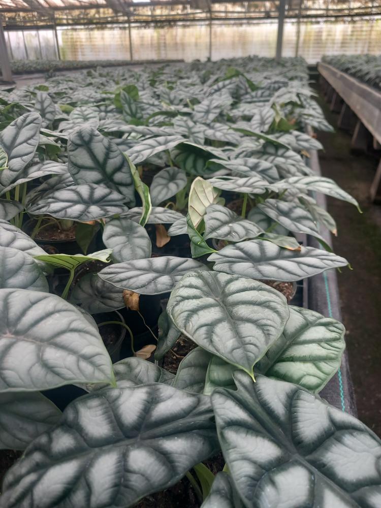 ALOCASIA S. DRAGON VP12