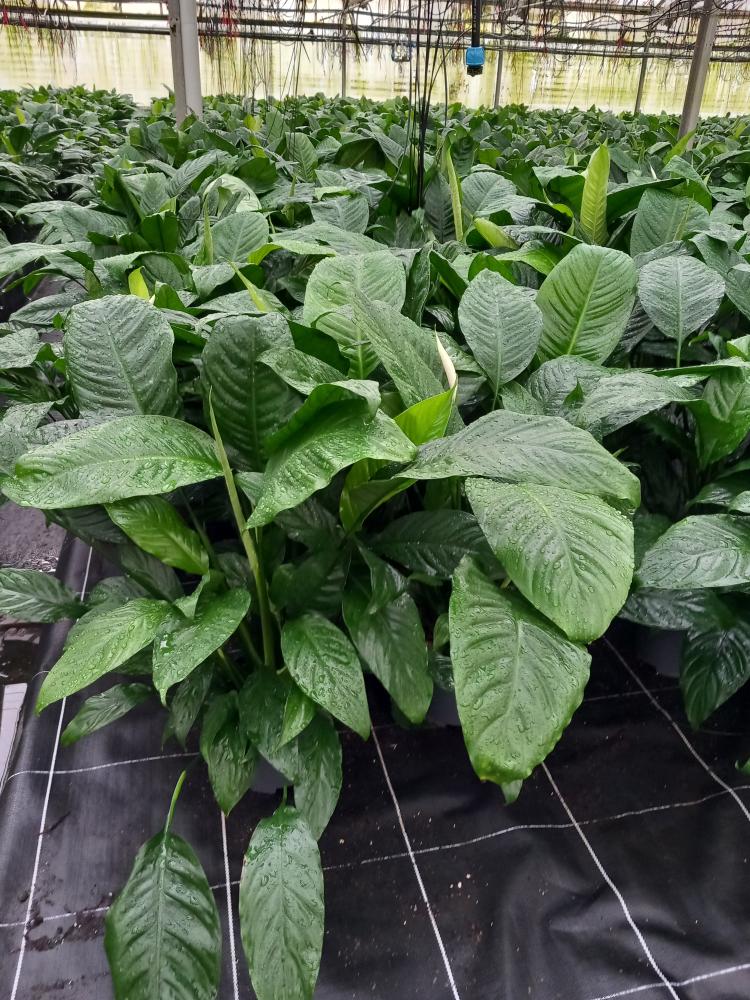 SPATHIPHYLLUM MARTINA VP17