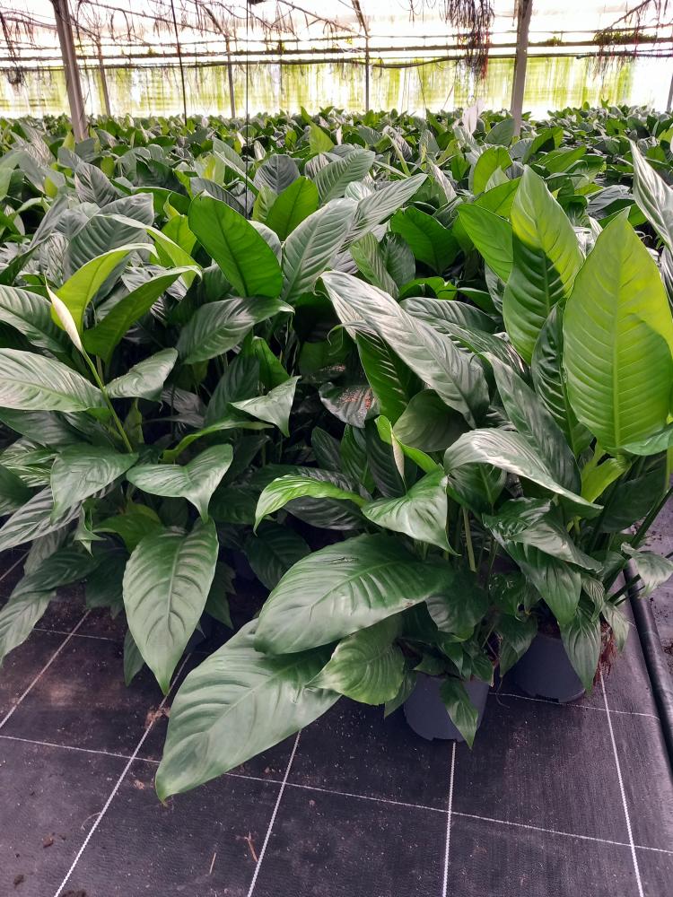 SPATHIPHYLLUM MARTINA VP17