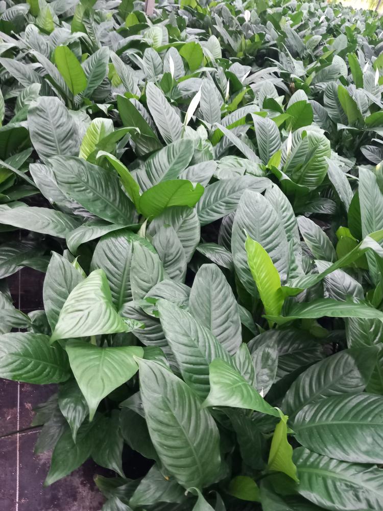 SPATHIPHYLLUM MARTINA VP17