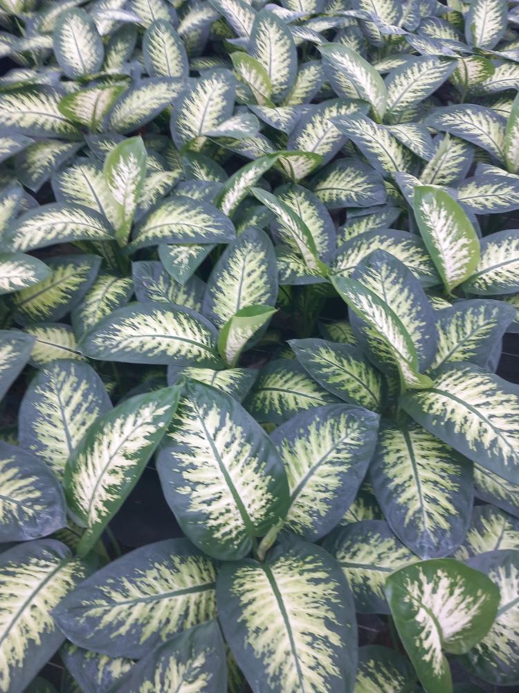 DIEFF. TROPIC SNOW 1P VP17