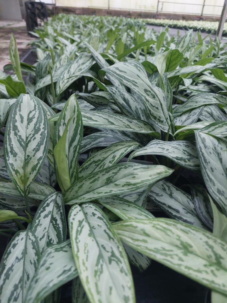 AGLAONEMA S. QUEEN 3P CP17