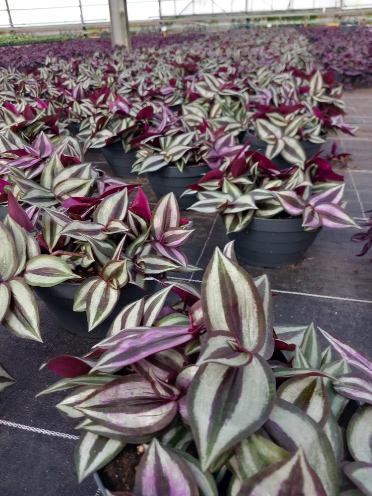 TRADESCANTIA ZEBRINA CP17