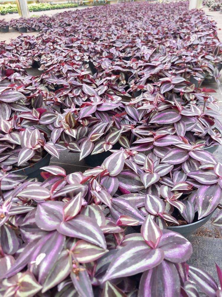 TRADESCANTIA JEWEL RED CP17
