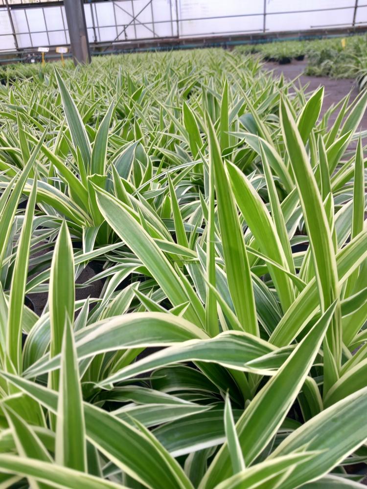 CHLOROPHYTUM VAR. CP17