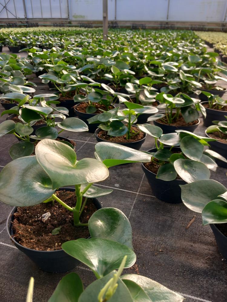 PEPEROMIA RAINDROP CP17