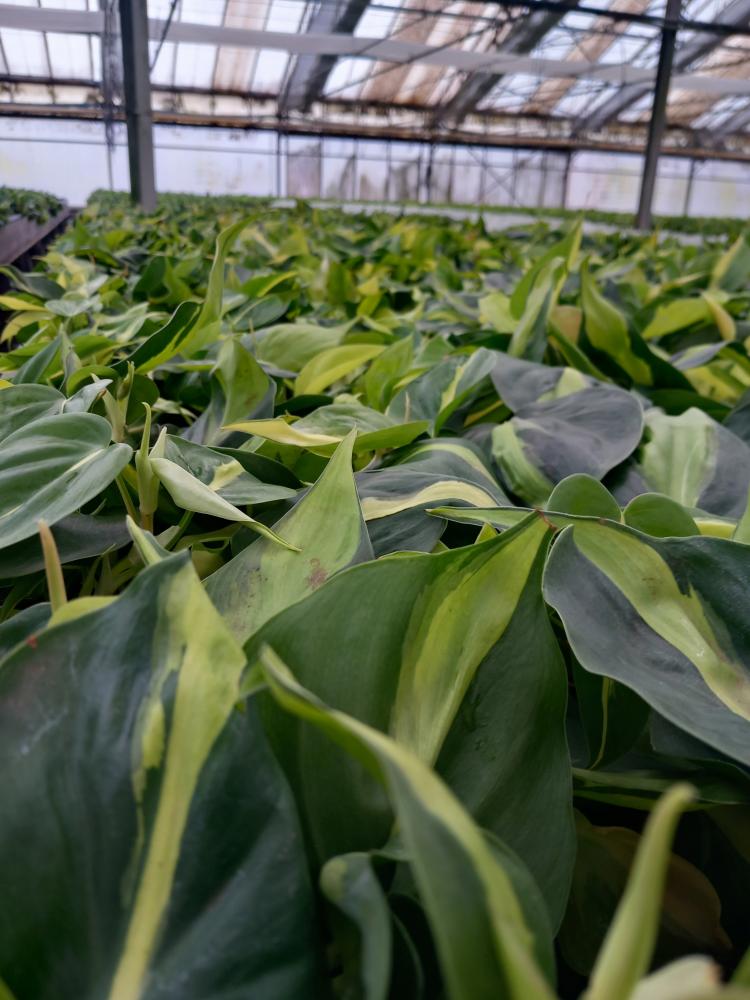 PHILODENDRON BRASIL VP12