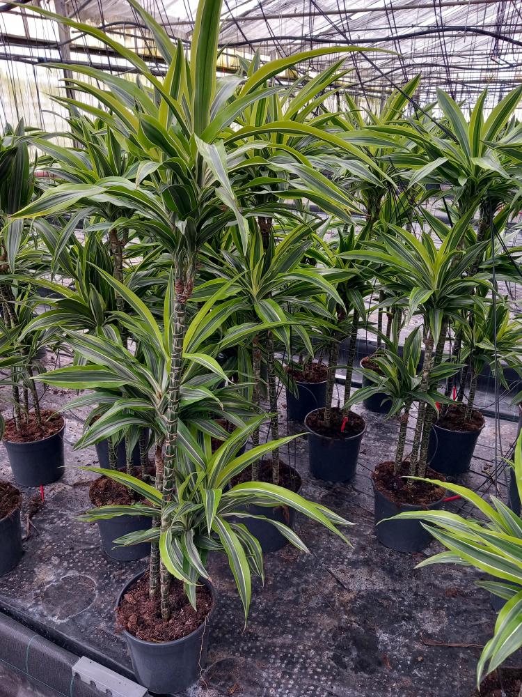 DRACAENA LEMON H90/60/30 VP24