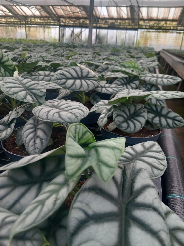 ALOCASIA S. DRAGON CP17