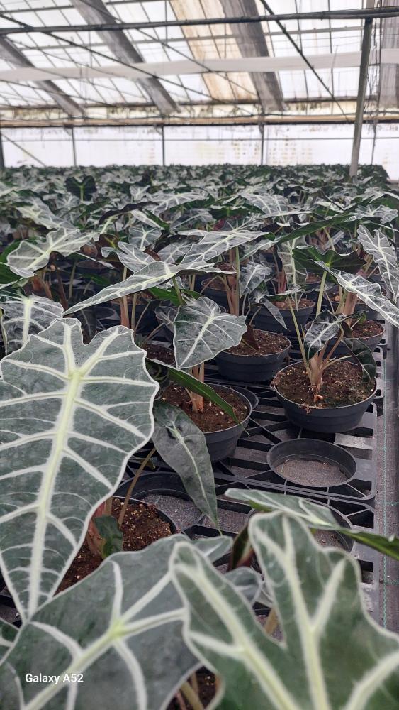 ALOCASIA A. POLLY CP17