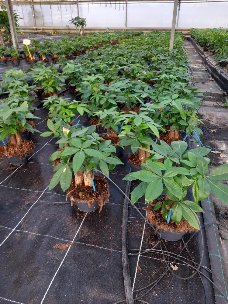 PACHIRA BONSAI 3PP CP17