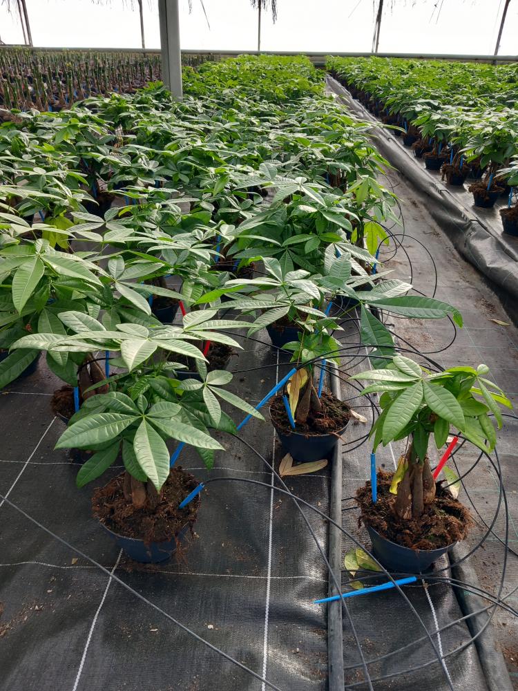 PACHIRA AQUATICA CP17