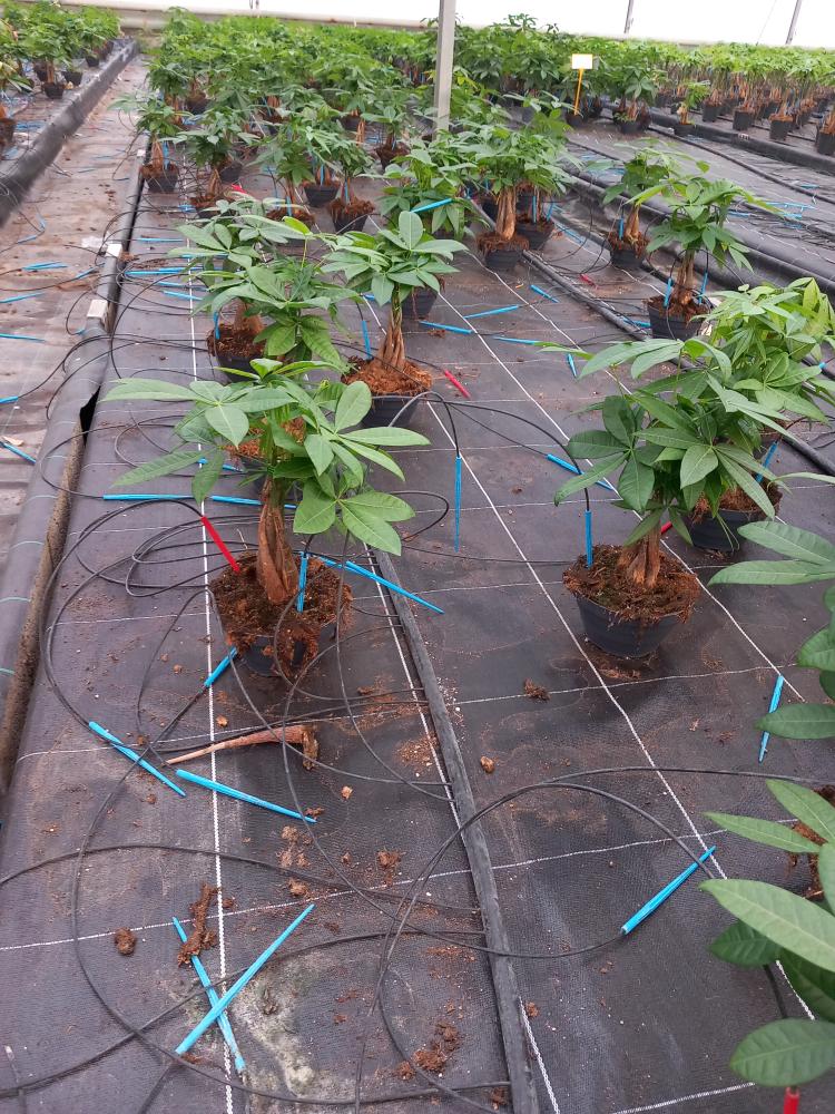 PACHIRA AQUATICA CP17