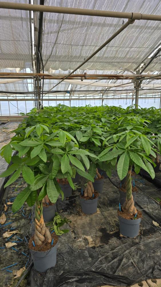 PACHIRA AQUATICA VP27