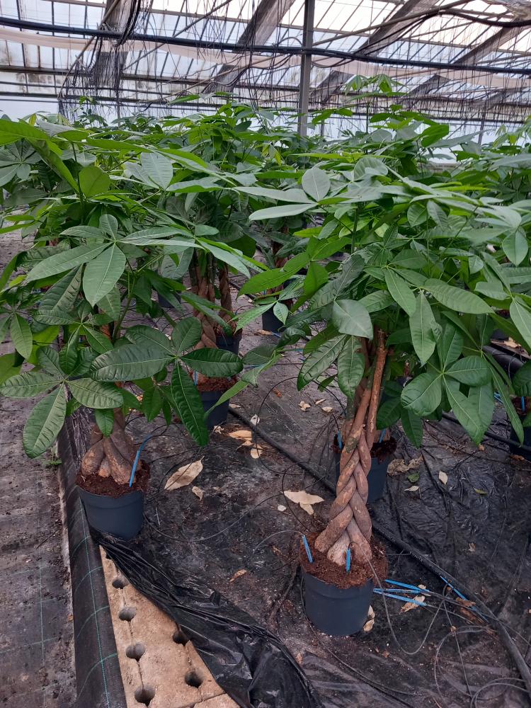 PACHIRA AQUATICA VP21