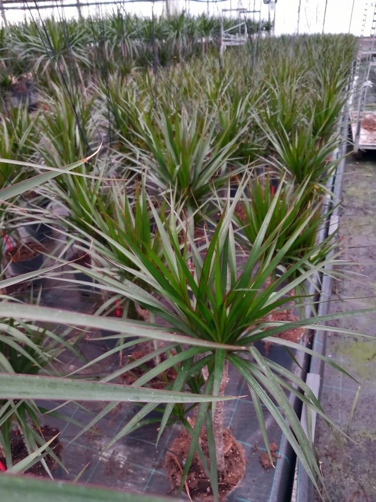 DRACAENA MARG. H30/15 VP17