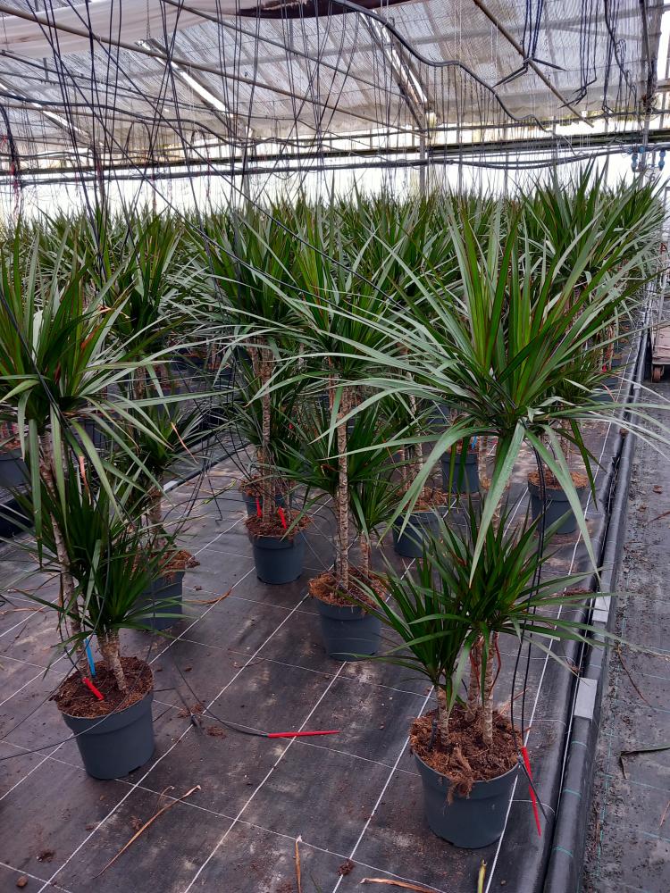 DRACAENA MARG. H60/30/10 VP21