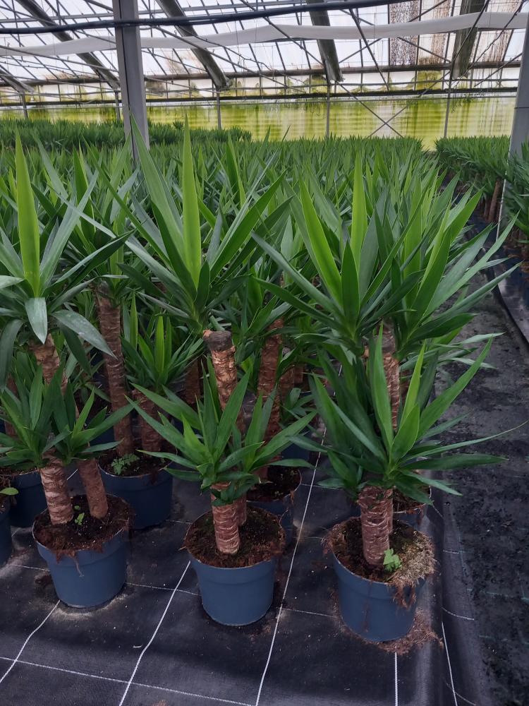 YUCCA H60/30 VP21