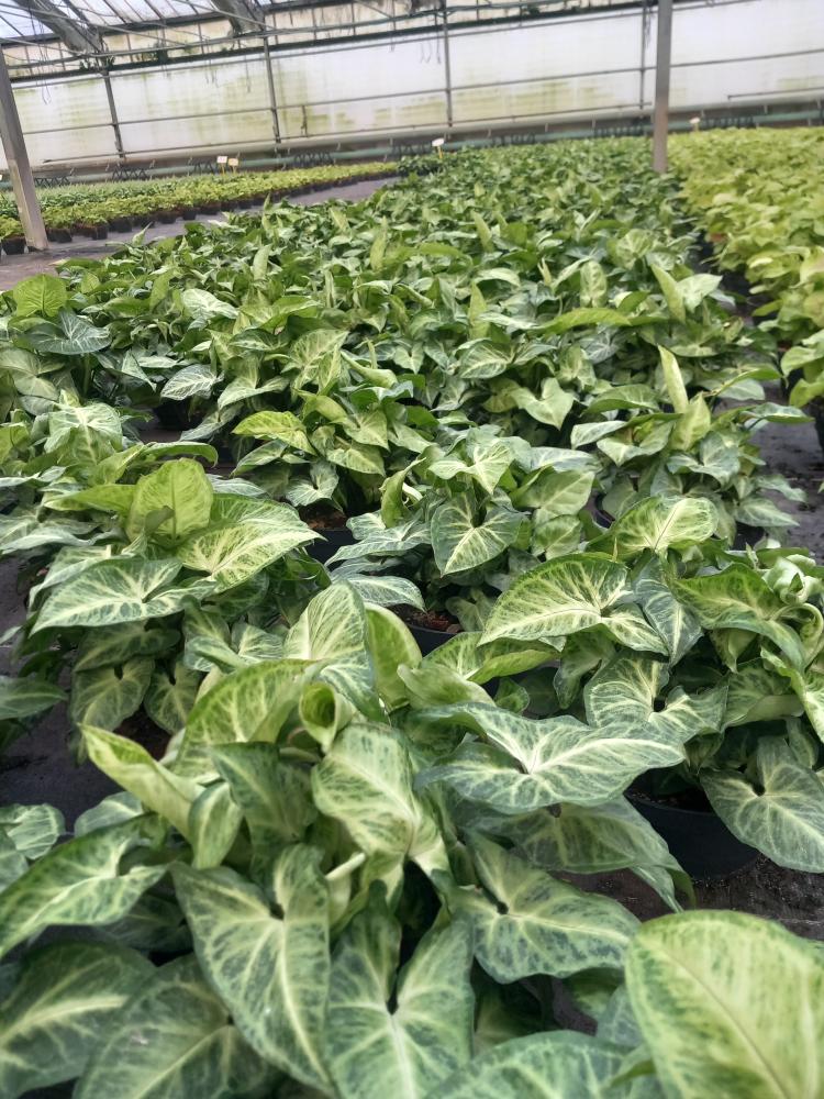 SYNGONIUM ARROW CP17