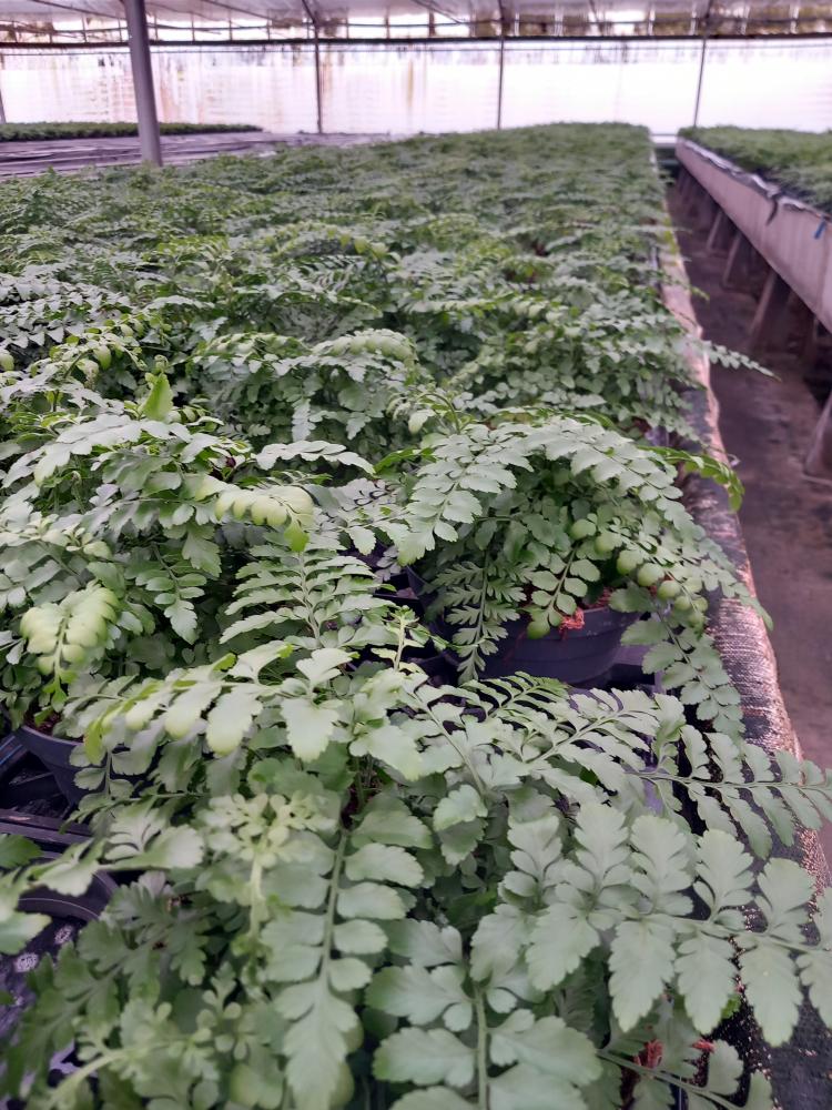 ASPLENIUM PARVATI CP17