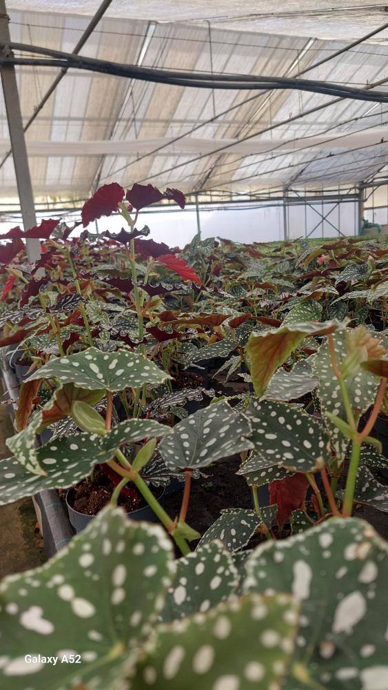 BEGONIA BELEAF DARK VP17