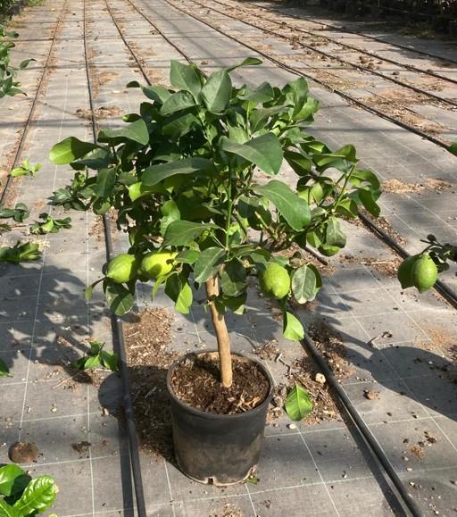 LIMONE ALBERELLO VP20