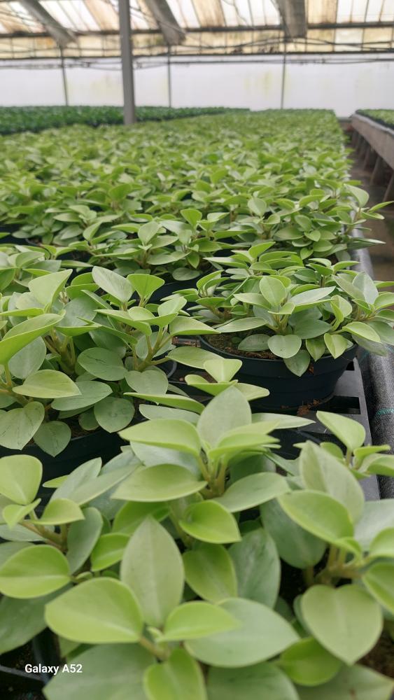 PEPEROMIA PIXIE MIX CP17