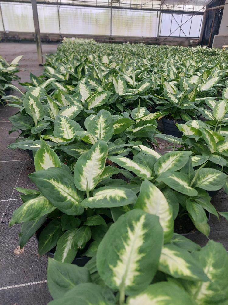 DIEFF. CAMILLA 3P CP17