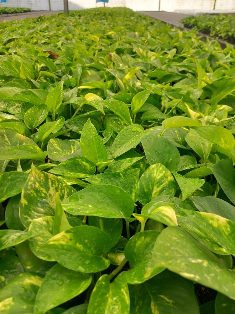 SCINDAPSUS AUREUS VP12