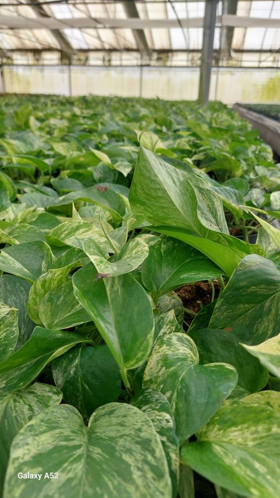 SCINDAPSUS M. QUEEN CP17