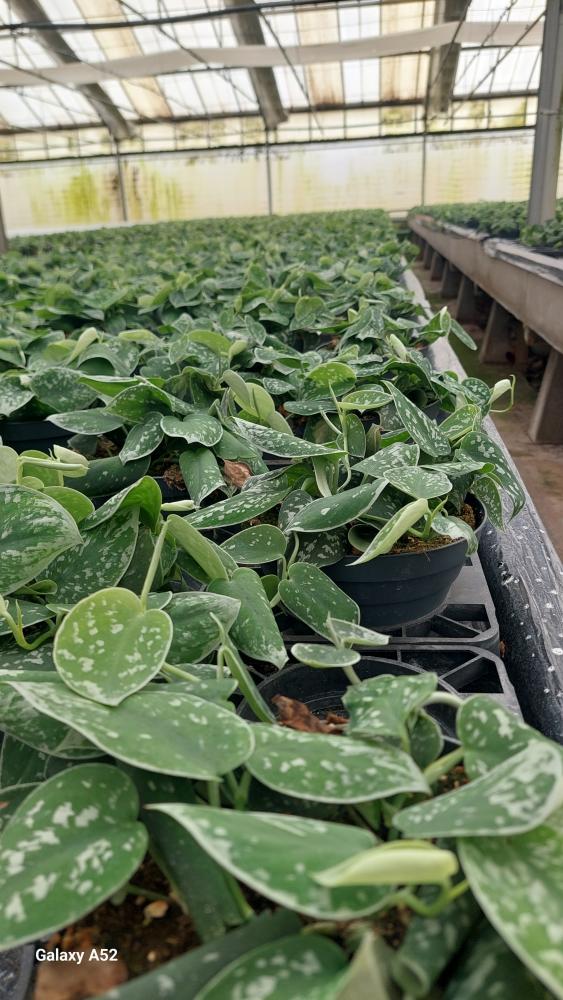 SCINDAPSUS PICTUM S. ANN CP17