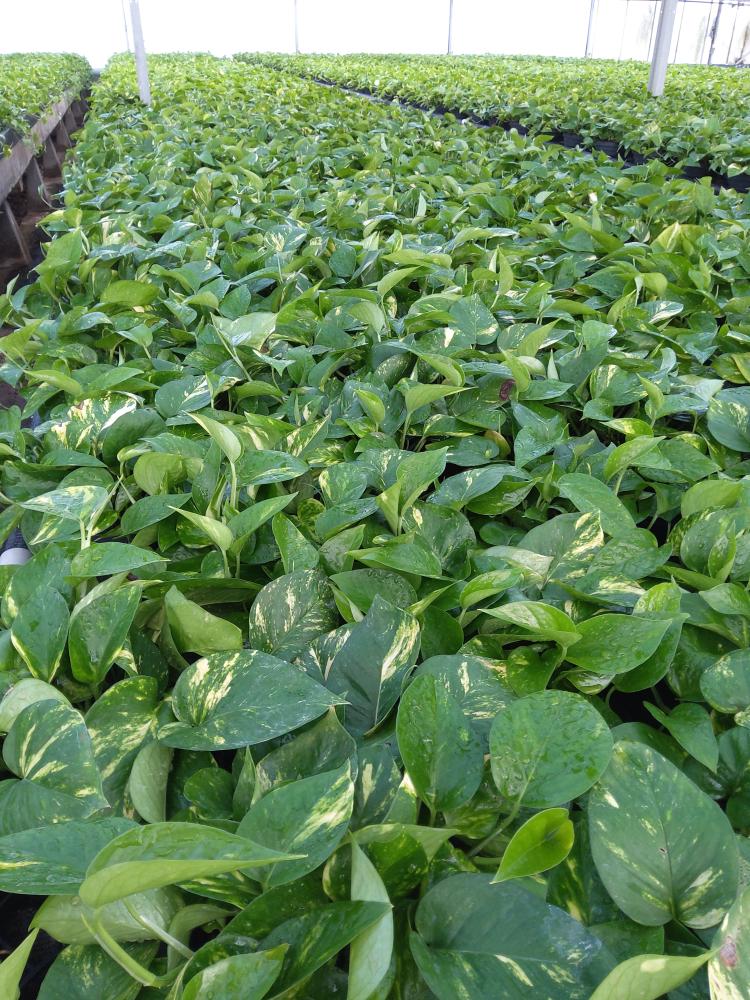 SCINDAPSUS AUREUS CP17