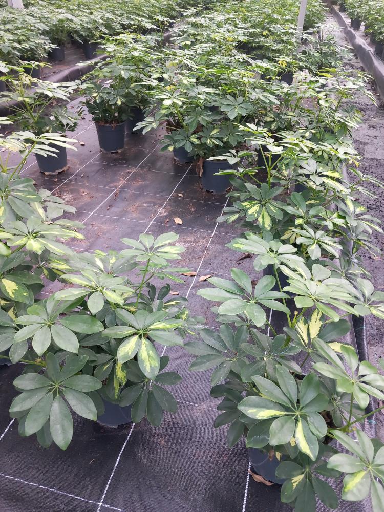 SCHEFFLERA GOLD CAPELLA 3P VP17