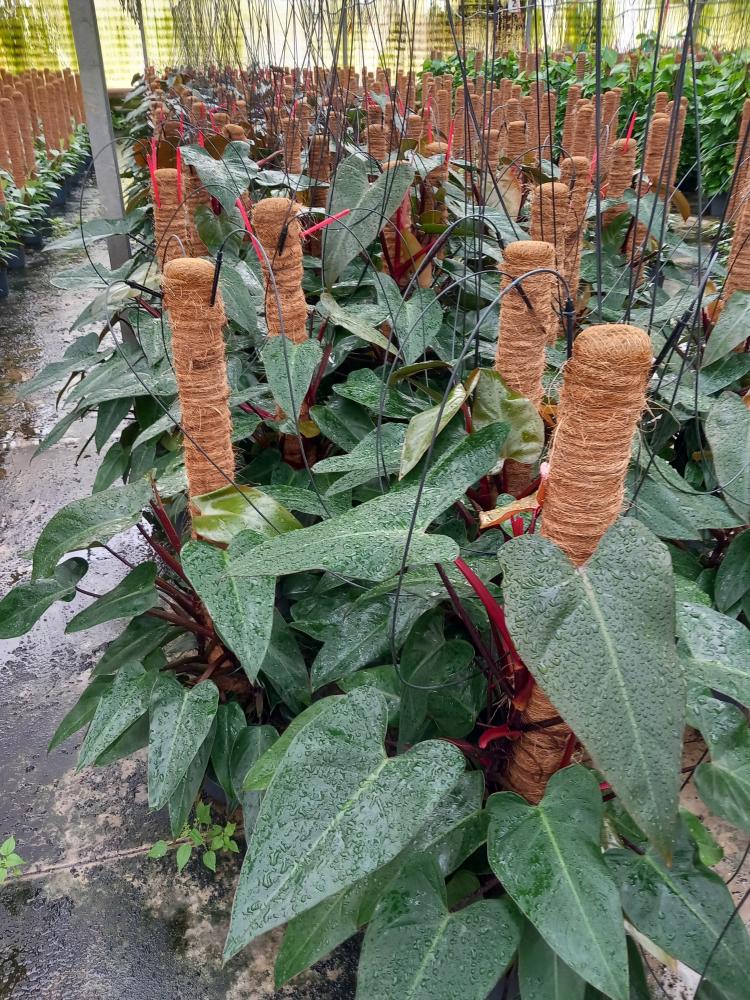 PHILODENDRON RUBY H100 VP19