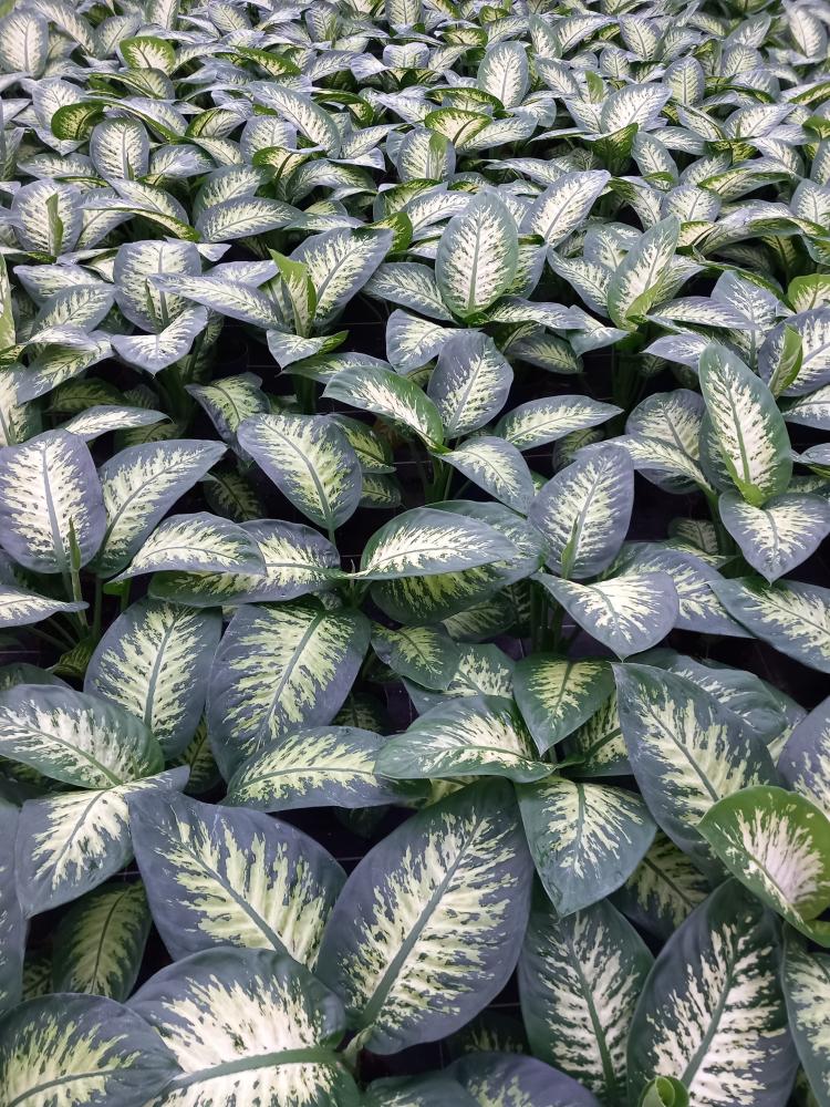 DIEFF. TROPIC SNOW 1P VP17