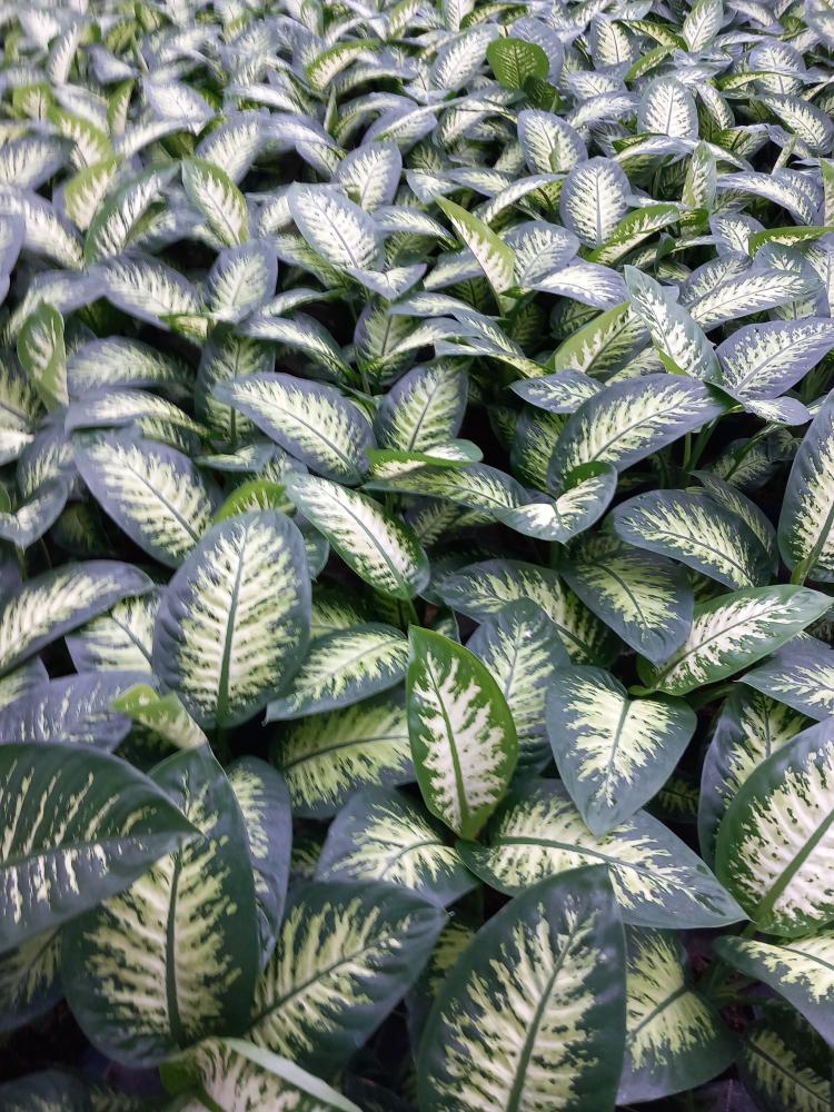 DIEFF. TROPIC SNOW 1P VP17