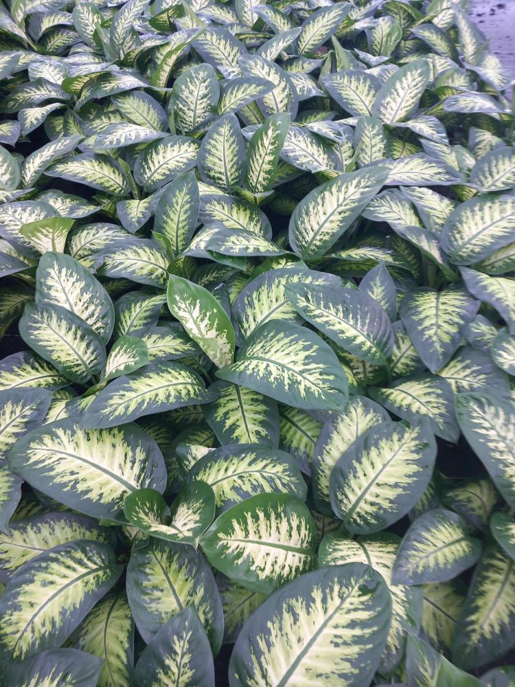 DIEFF. TROPIC SNOW 2P VP17