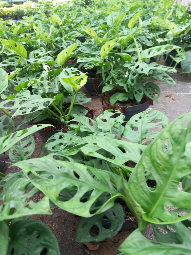 MONSTERA ADANSONII CP17