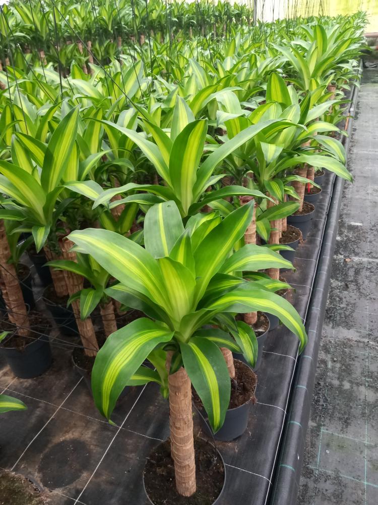 DRACAENA MESS. H60/30 VP21