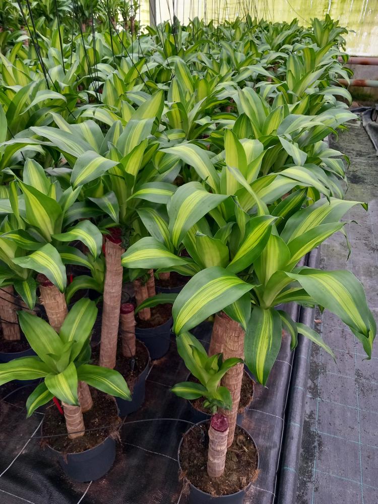 DRACAENA MESS. H60/30 VP21