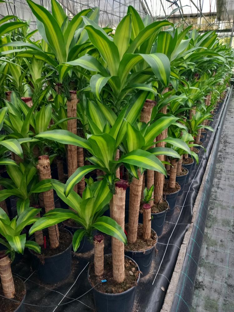 DRACAENA MESS. H90/60/30 VP24