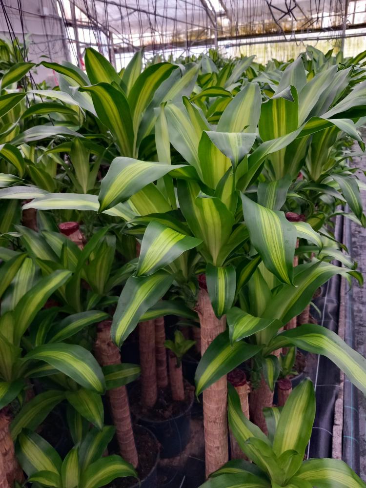 DRACAENA MESS. H90/60/30 VP24