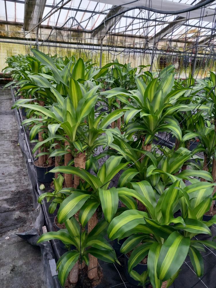 DRACAENA MESS. H90/60/30 VP24