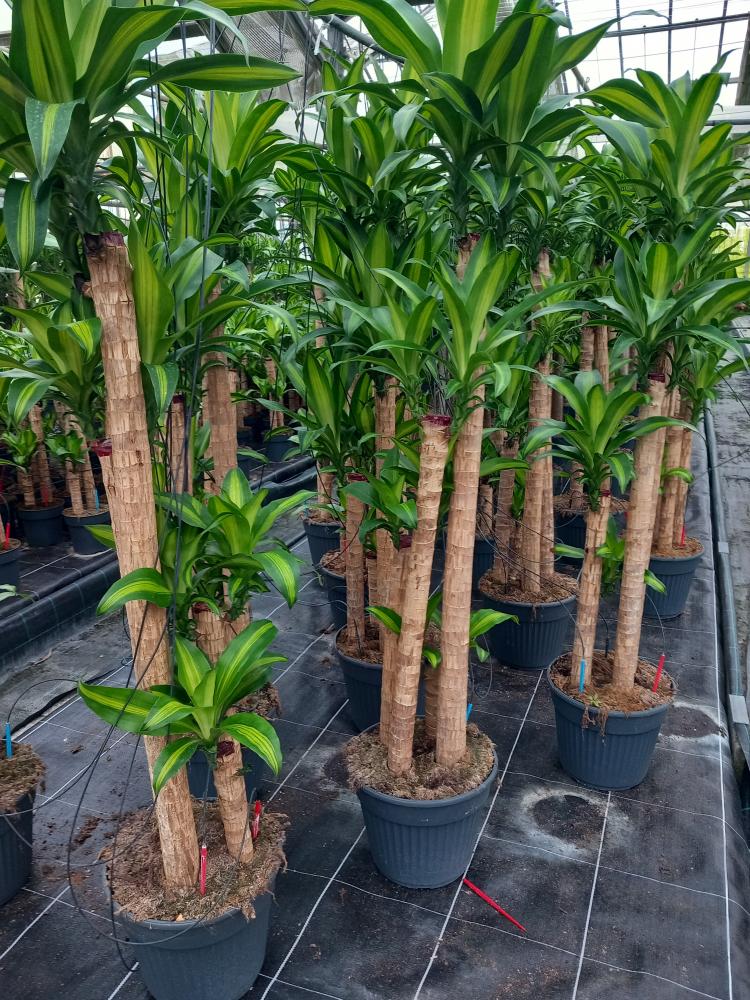 DRACAENA MESS. H120/90/60/30